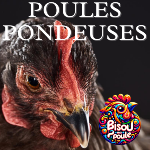 Poule Pondeuse